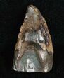 Large Triceratops Shed Tooth - #5694-1